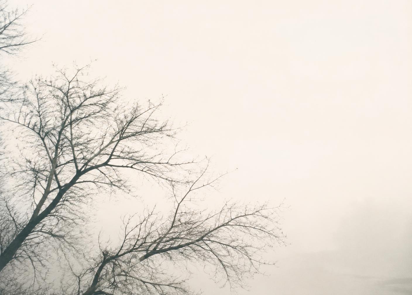 Bare tree branches against a pale misty sky