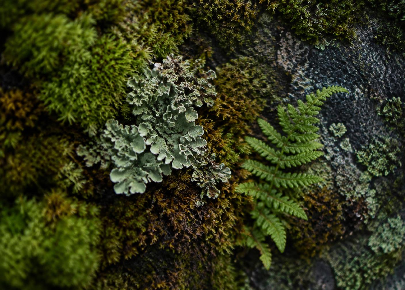 Moss, lichen and a fern frond growing on damp stone